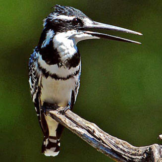 Ceryle rudis (Pied kingfisher)&nbsp;