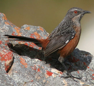 Chaetops frenatus (Cape rock-jumper)