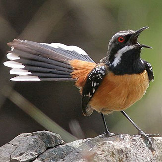 Chaetops aurantius (Drakensberg rock-jumper, Orange-breasted rock-jumper)