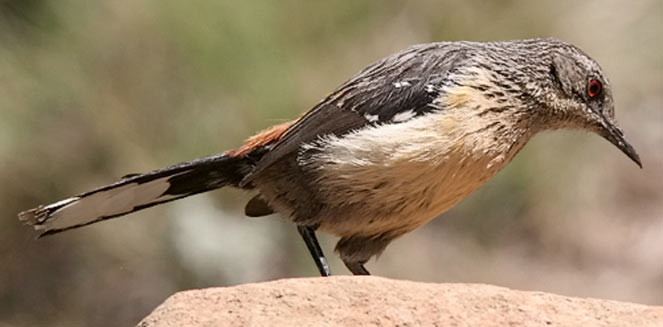 Chaetops aurantius (Drakensberg rock-jumper, Orange-breasted rock-jumper)