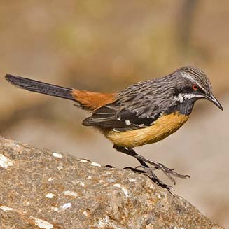 Chaetops aurantius (Drakensberg rock-jumper, Orange-breasted rock-jumper)