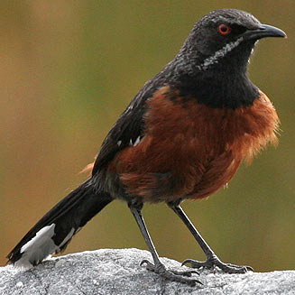 Chaetops frenatus (Cape rock-jumper)