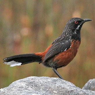 Chaetops frenatus (Cape rock-jumper)