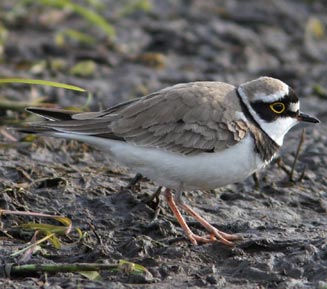 Charadrius dubius (Little ringed plover) 