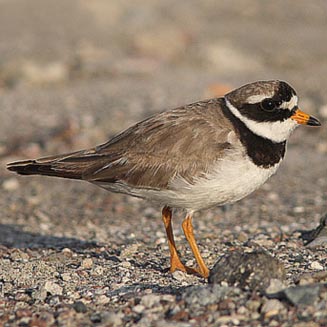 Charadrius hiaticula (Common ringed plover, Ringed plover)