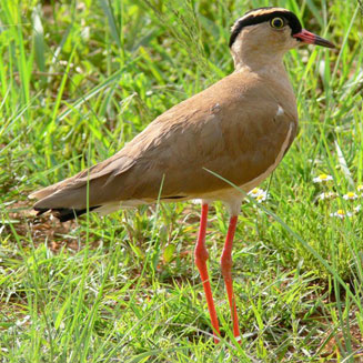 Vanellus coronatus (Crowned lapwing, Crowned plover)