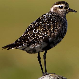 Pluvialis dominica (American golden plover)