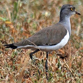 Vanellus lugubris (Senegal lapwing, Lesser black-winged plover)