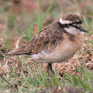 Charadrius pecuarius (Kittlitz's plover)