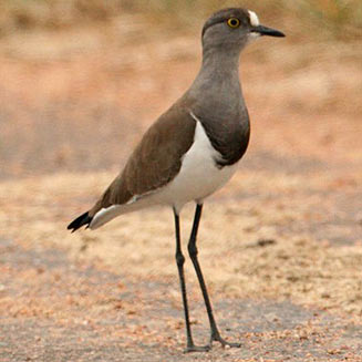 Vanellus melanopterus (Black-winged lapwing, Black-winged plover) 