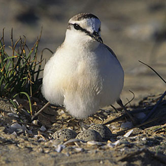 Charadrius marginatus (White-fronted plover)