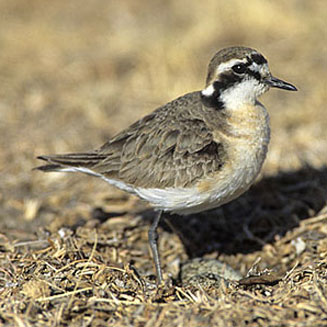 Charadrius pecuarius (Kittlitz's plover)
