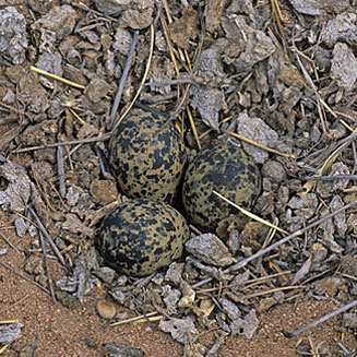 Vanellus coronatus (Crowned lapwing, Crowned plover)