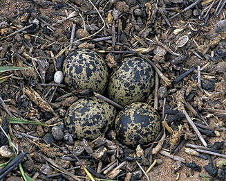 Vanellus senegallus (African wattled lapwing, Wattled plover)
