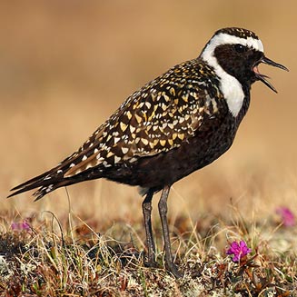 Pluvialis dominica (American golden plover)