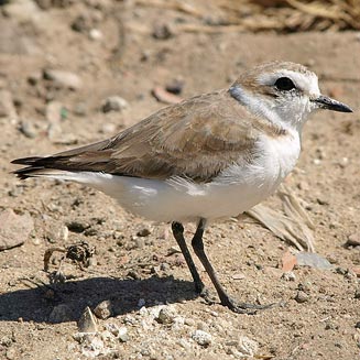 Charadrius alexandrinus (Kentish plover) 