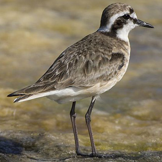 Charadrius pecuarius (Kittlitz's plover)