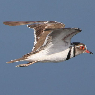 Charadrius tricollaris (Three-banded plover) 