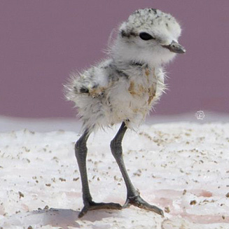 Charadrius pallidus (Chestnut-banded plover) 