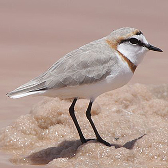 Charadrius pallidus (Chestnut-banded plover) 