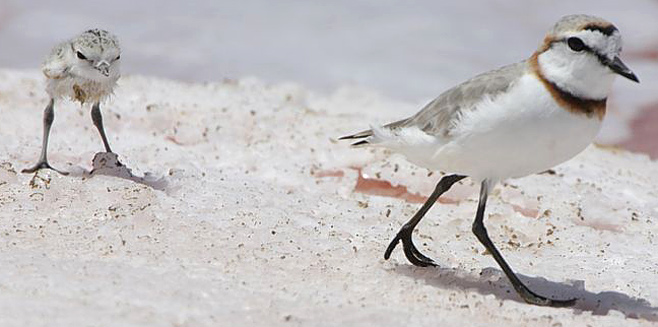 Charadrius pallidus (Chestnut-banded plover) 