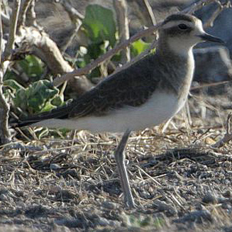 Charadrius asiaticus (Caspian plover) 