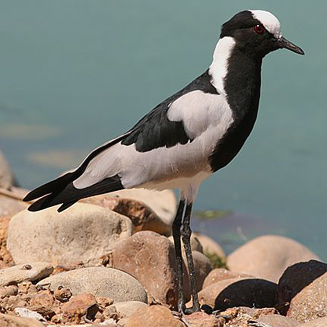 Vanellus armatus (Blacksmith lapwing, Blacksmith plover)