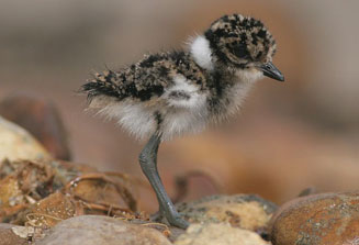 Vanellus armatus (Blacksmith lapwing, Blacksmith plover)