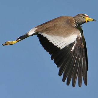 Vanellus senegallus (African wattled lapwing, Wattled plover) 