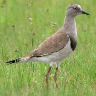 Vanellus melanopterus (Black-winged lapwing, Black-winged plover) 