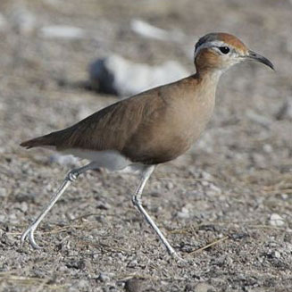 Cursorius rufus (Burchell's courser) 