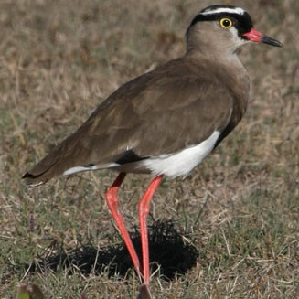 Vanellus coronatus (Crowned lapwing, Crowned plover)