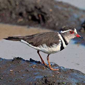 Charadrius tricollaris (Three-banded plover) 