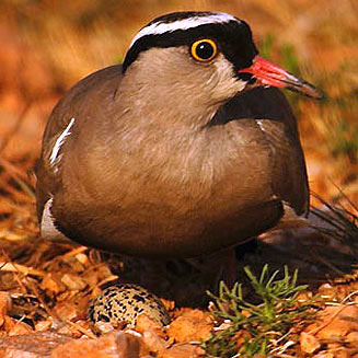 Vanellus coronatus (Crowned lapwing, Crowned plover)