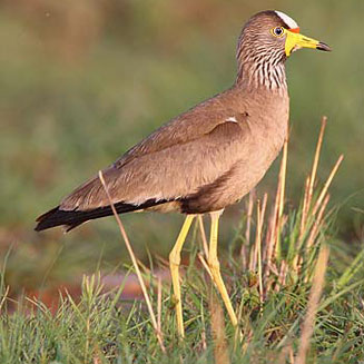 Vanellus senegallus (African wattled lapwing, Wattled plover) 
