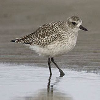 Pluvialis squatarola (Grey plover)