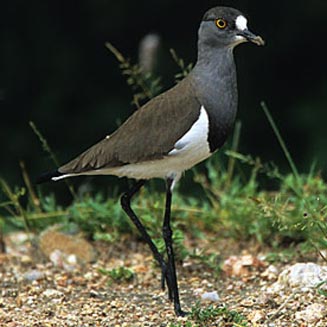 Vanellus lugubris (Senegal lapwing, Lesser black-winged plover) 