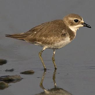 Charadrius mongolus (Lesser sand plover, Mongolian plover) 