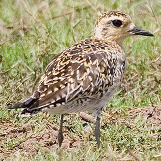 Pluvialis fulva (Pacific golden plover, Asiatic golden plover)