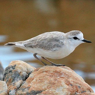 Charadrius marginatus (White-fronted plover) 