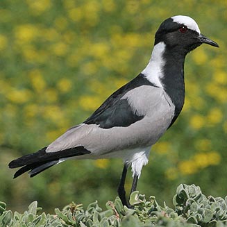Vanellus armatus (Blacksmith lapwing, Blacksmith plover)