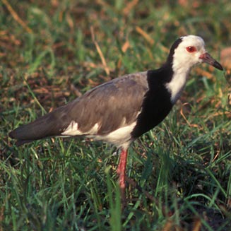 Vanellus crassirostris (Long-toed lapwing, Long-toed plover)