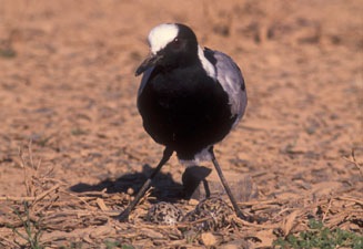Vanellus armatus (Blacksmith lapwing, Blacksmith plover)