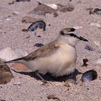 Charadrius marginatus (White-fronted plover)