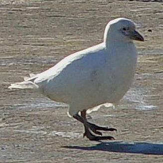 Chionis albus (Greater sheathbill, Snowy sheathbill) 