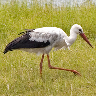 Ciconia ciconia (White stork)