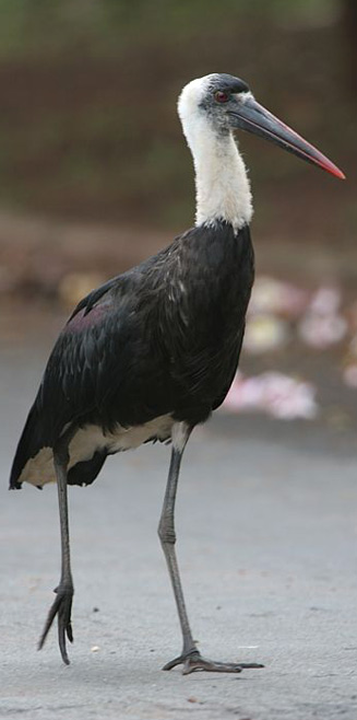 Ciconia episcopus (Woolly-necked stork) 