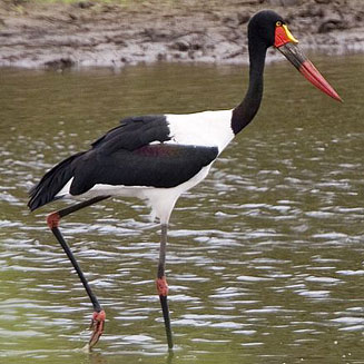 Ephippiorhynchus senegalensis (Saddle-billed stork)