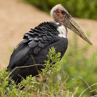 Leptoptilos crumeniferus (Marabou stork) 