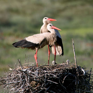 Ciconia ciconia (White stork)